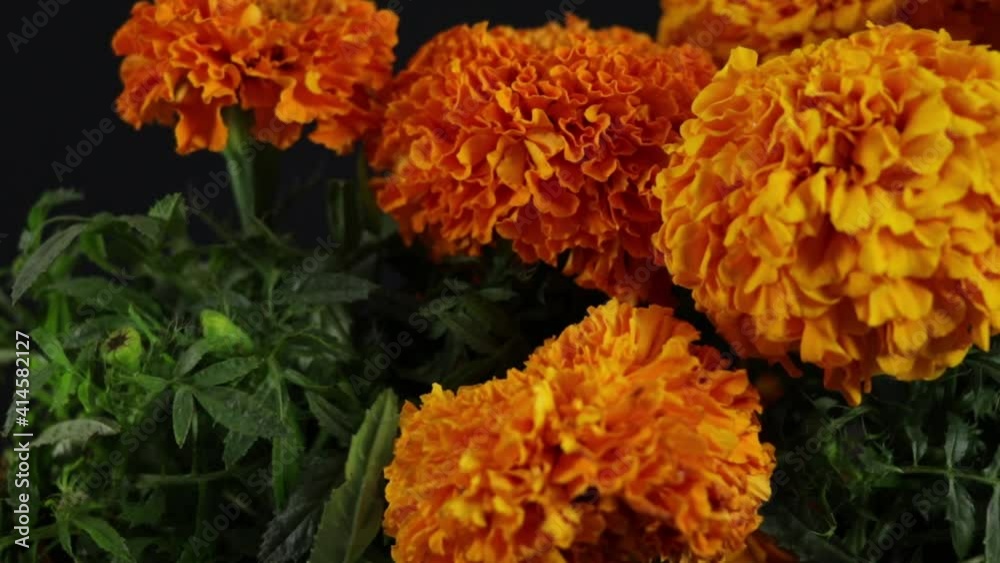 cempasuchitl flowers for the day of the dead in mexico. cempasuchitl flowers for the day of the dead in mexico.