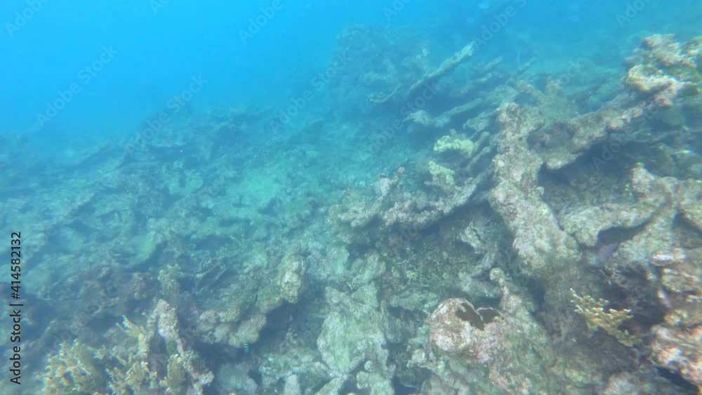 Snorkeling or diving above coral reefs of a paradisiac island with transparent and turquoise ocean water. An island close to Cartagena de Indias, Colombia. Snorkeling or diving above coral reefs of a paradisiac island with transparent and turquoise ocean water. An island close to Cartagena de Indias, Colombia.