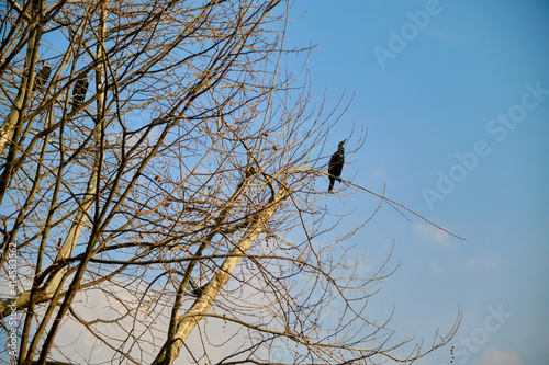 Black birds or ducks landing on huge withered and dried tree. Sunshine reflection on the tree with sky background.