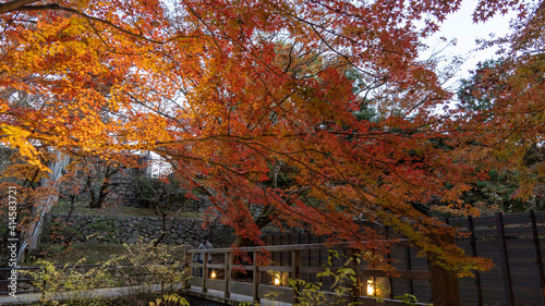 autumn in the park