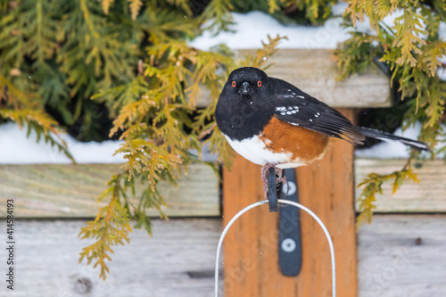 Colorful Spotted Towhee Makes the Best of a Cold Snowy Winter Day photo