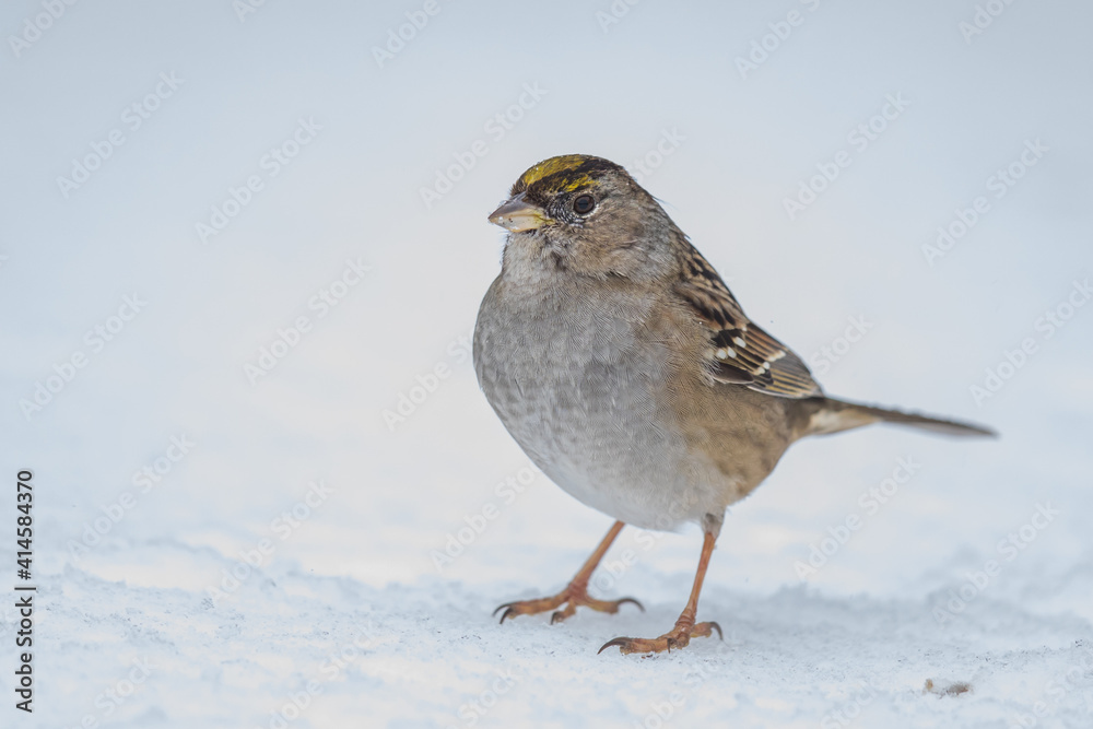 Golden-Crowned Sparrow Waits Out the Snowstorm on a Cold Winter Day