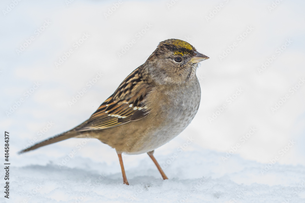 Golden-Crowned Sparrow Waits Out the Snowstorm on a Cold Winter Day