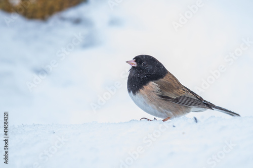 Tiny Dark-Eyed Junco Forages in the Snow on a Cold Winter Day © Jeff Huth