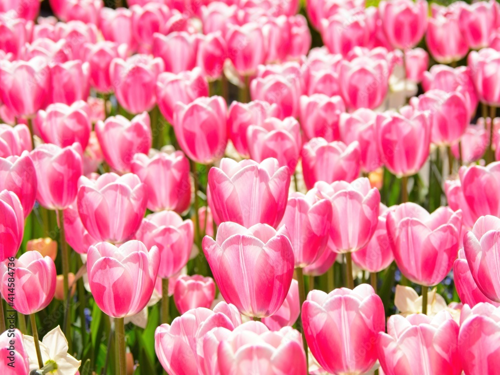 Tulips blooming during springtime on the flower beds Tulips blooming during springtime on the flower beds