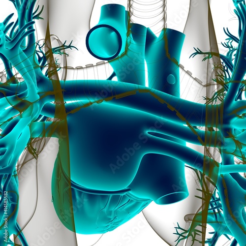 Human Heart Anatomy For Medical Concept 3D