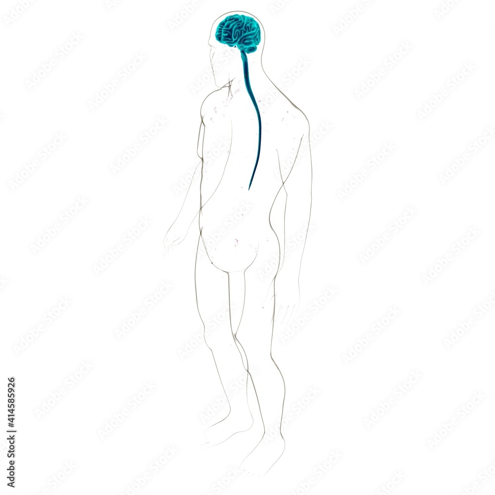 Human Brain Anatomy For Medical Concept 3D Human Brain Anatomy For Medical Concept 3D