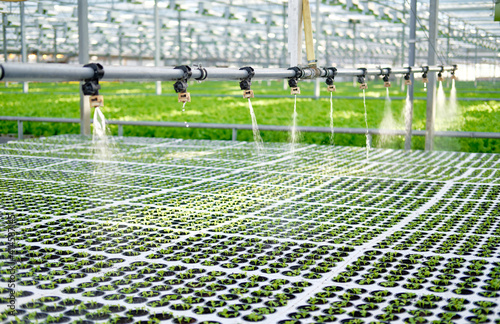 Watering Young Plants Sprout in Potty Greenhouse. Seeding Braird Produce Grown in Block. Hot House with Regulated Climatic Temperature Conditions for Growing and Water Machine Irrigation photo