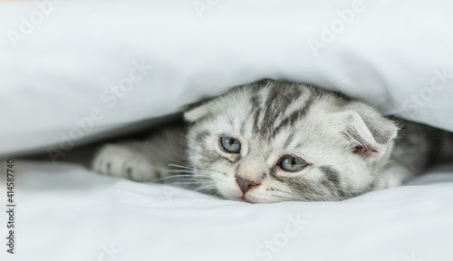Sad tabby kitten lies under warm blanket on a bed at home