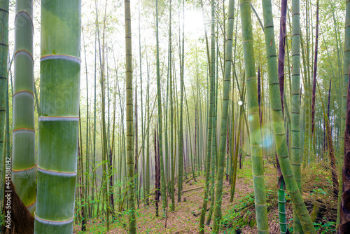 The flourish bamboo forest with glorious morning sunshine.