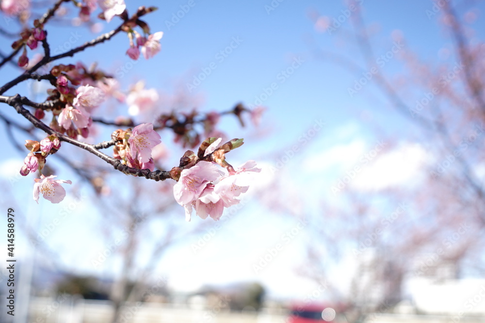 桜咲く