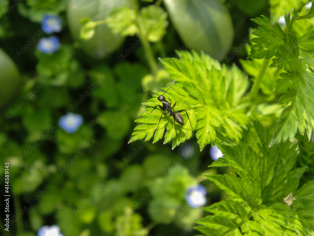 An ant stand on a leaf close up. Macro. An ant stand on a leaf close up. Macro.