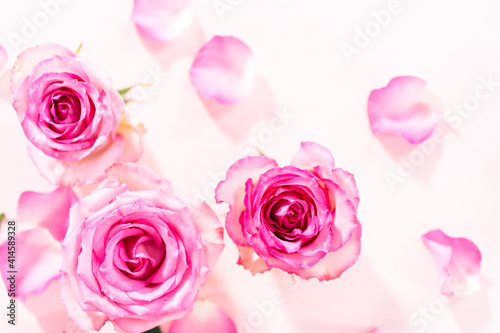 Pink roses