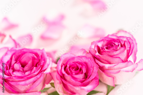 Pink roses