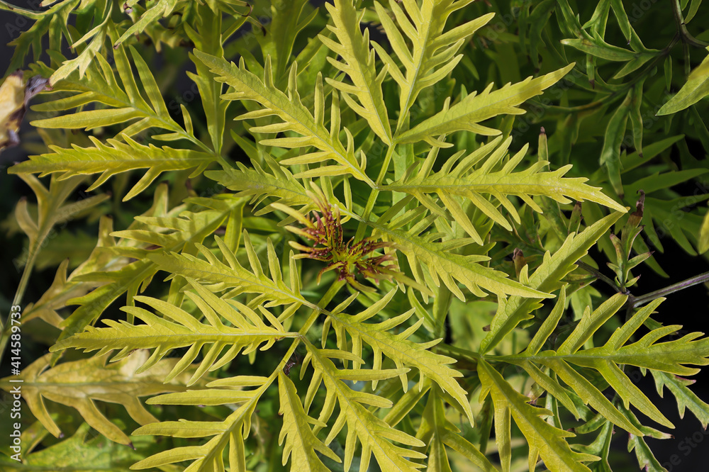 Feather like leaves on an elder bush Feather like leaves on an elder bush