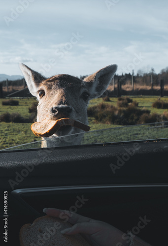 Olympic Game Farm Deers  photo