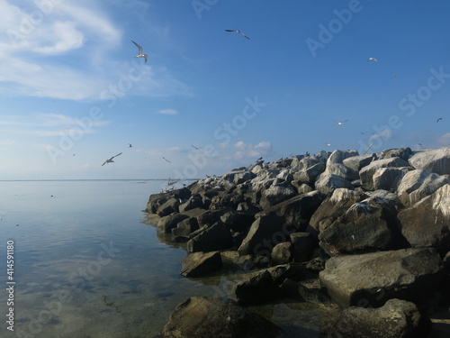 The bird found at Layang-layang island (Bird island) photo