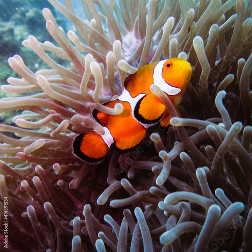 Amazing Clownfish in Anemone in Thailand ocean