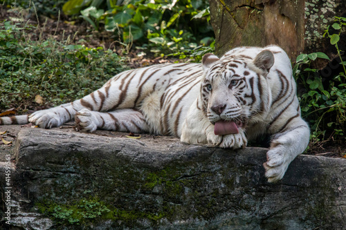 Fototapeta Naklejka Na Ścianę i Meble -  The white tiger use tongue to lick the paw. It is a pigmentation variant of the Bengal tiger.  Such a tiger has the black stripes typical of the Bengal tiger, but carries a white or near-white coat.