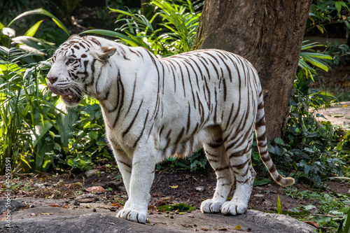 The white tiger with tongue out, it is a pigmentation variant of the Bengal tiger.  Such a tiger has the black stripes typical of the Bengal tiger, but carries a white or near-white coat. © Danny Ye