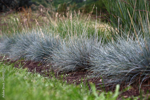 Several plants of a festuca glauca of blue color grow in a cereal garden among different herbs.