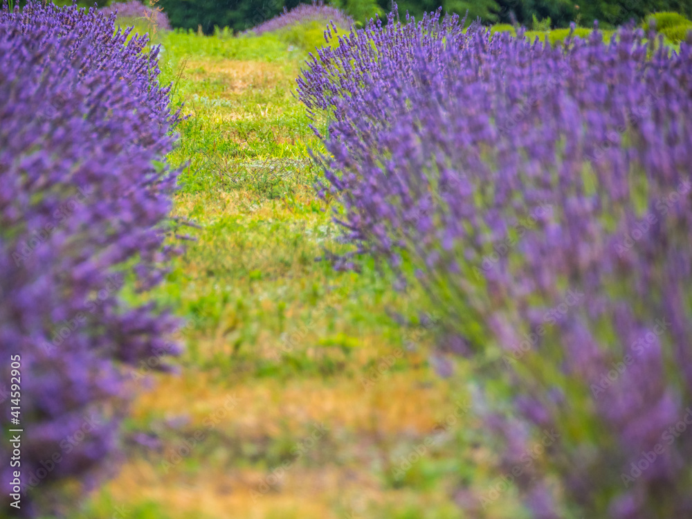 Naklejka premium lavender
