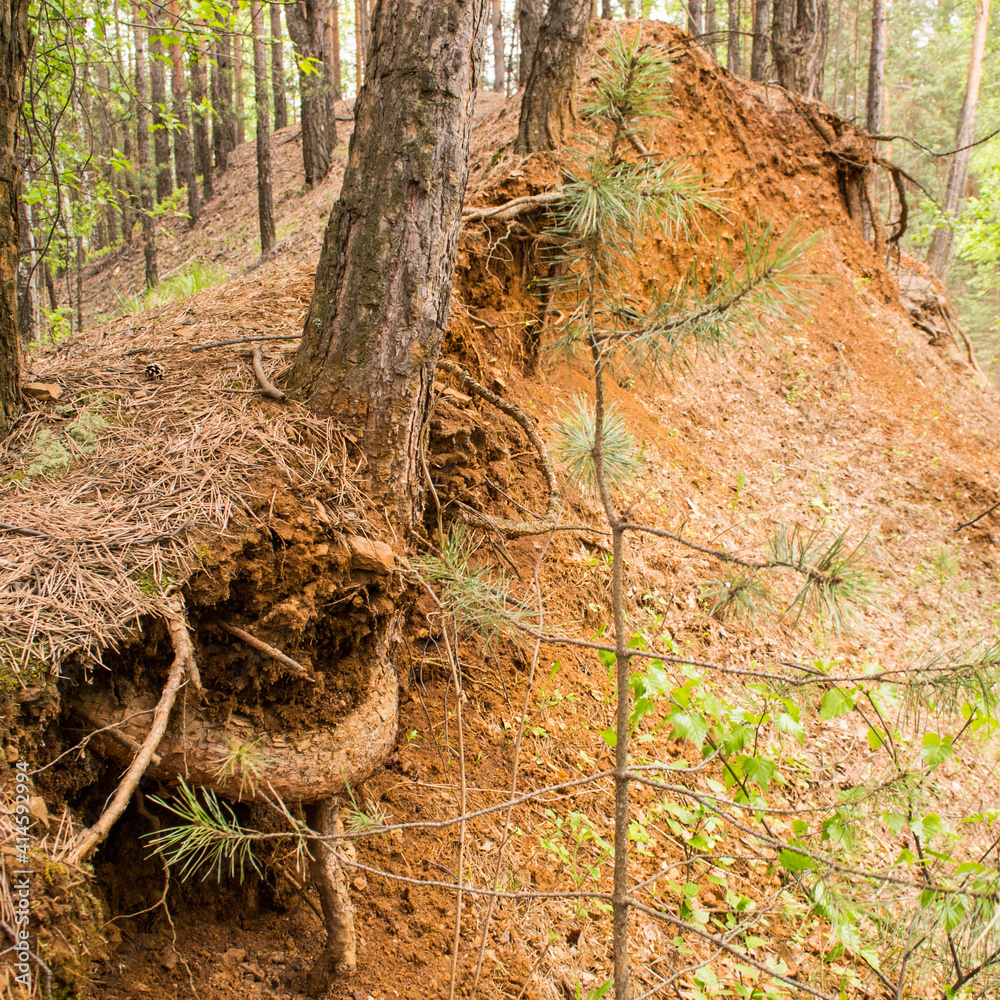 Obraz premium The roots of the trees stick out of the ground. The collapse of the earth in the forest. Naked roots.