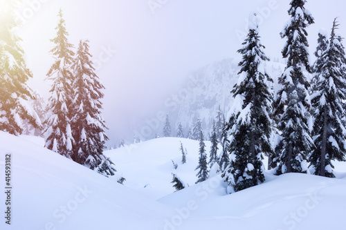 Canadian Nature Landscape covered in fresh white Snow during winter. Taken in Seymour Mountain, North Vancouver, British Columbia, Canada. Nature Background Panorama © edb3_16