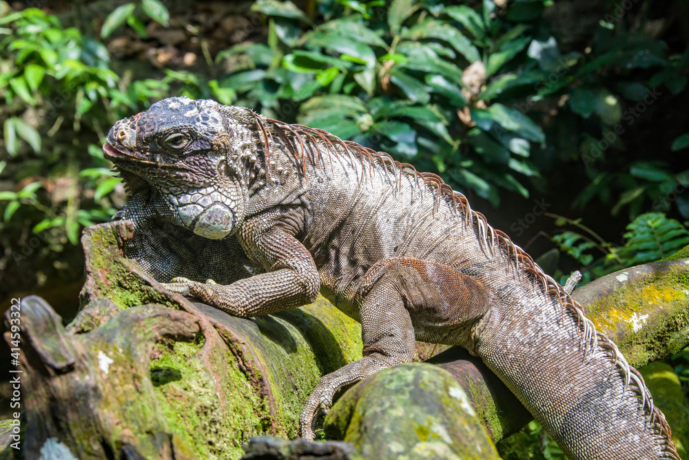 The green iguana, also known as the American iguana, is a large, arboreal, mostly herbivorous species of lizard of the genus Iguana. The green iguana, also known as the American iguana, is a large, arboreal, mostly herbivorous species of lizard of the genus Iguana.