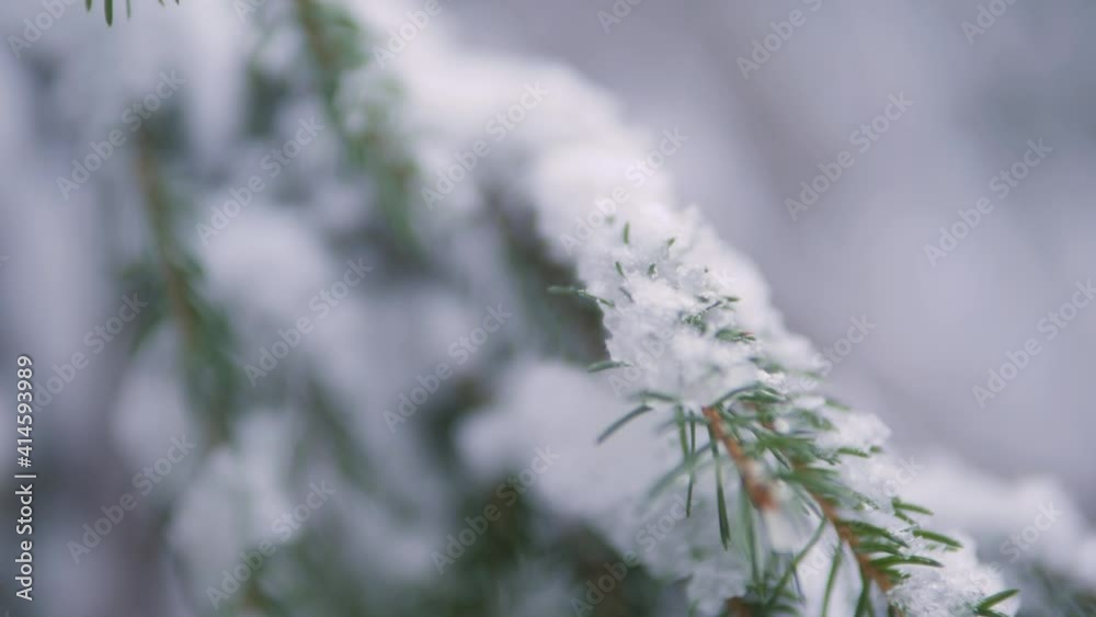 Snowy and frozen spruce branch, close up shallow rack focus slow motion.
