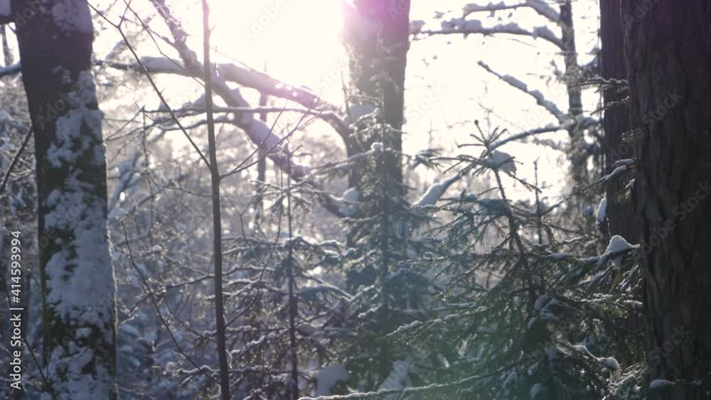 Spruces in sunny winter forest, slow motion, Spruces in sunny winter forest, slow motion,