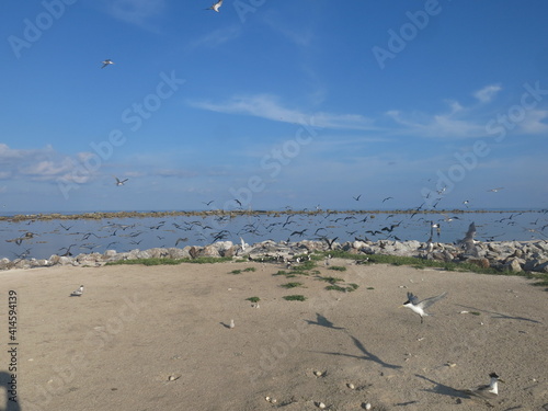 The bird found at Layang-layang island  Bird island 