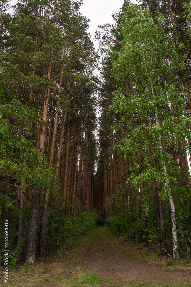 Obraz premium The road in the woods. Tall trees. Narrow passage.