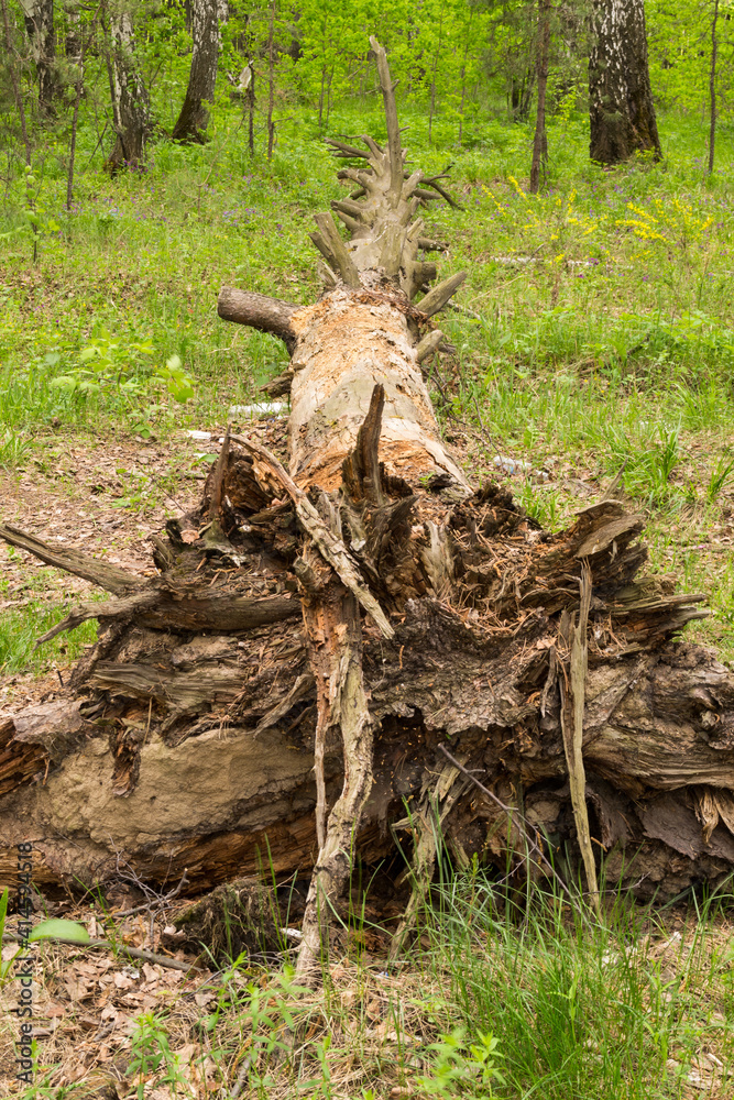 Fototapeta premium A fallen tree in the woods. Dried roots.