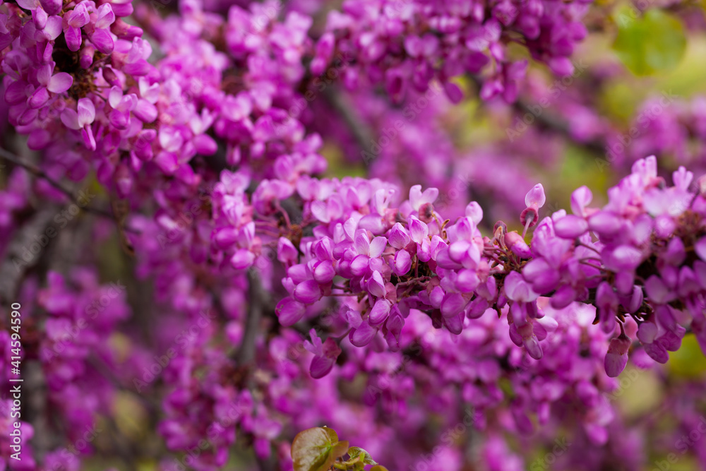 Blossoming of purple cercis siliquastrum at sunny day in the spring