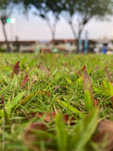 grass in the park