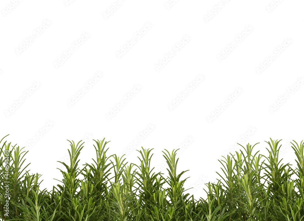 Obraz premium green grass background with clipping​path​
