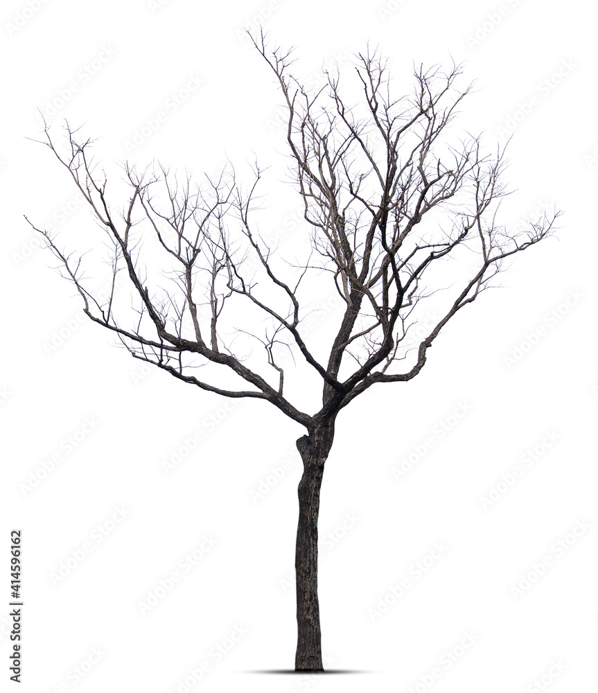 Dead tree isolated on white background.