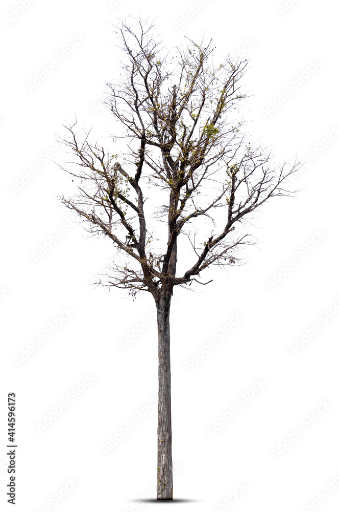Obraz premium Tree in winter, Tree without leaves, isolated on white background.