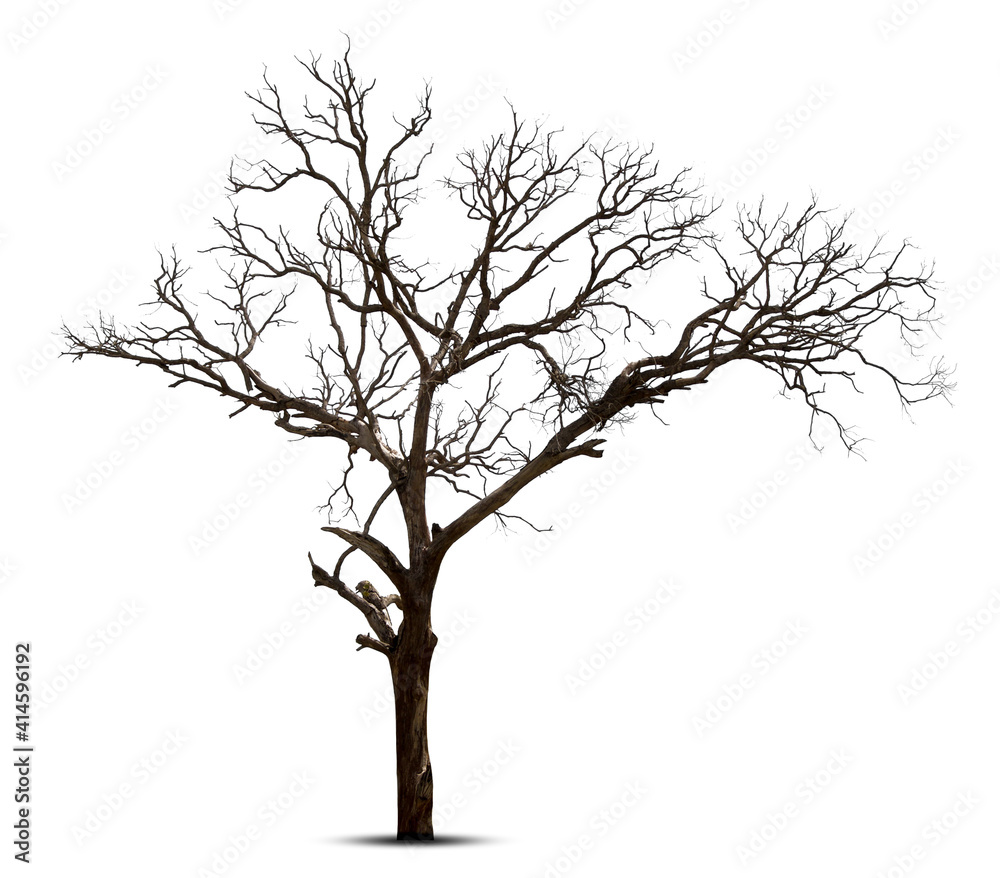 Dead tree isolated on white background.