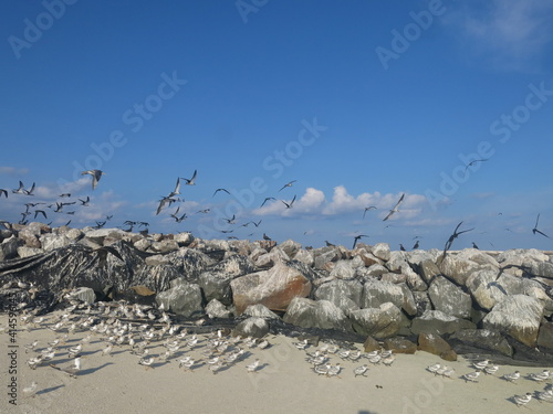 The bird found at Layang-layang island (Bird island) photo