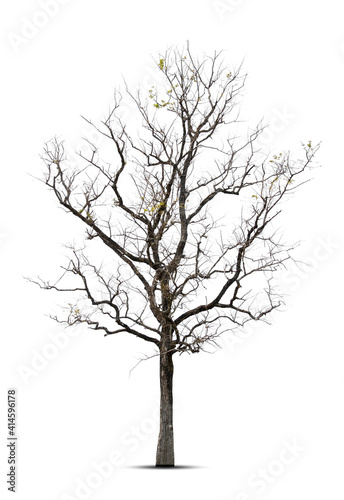 Tree in winter, Tree without leaves, isolated on white background.