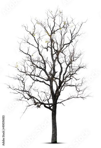 Tree in winter, Tree without leaves, isolated on white background.