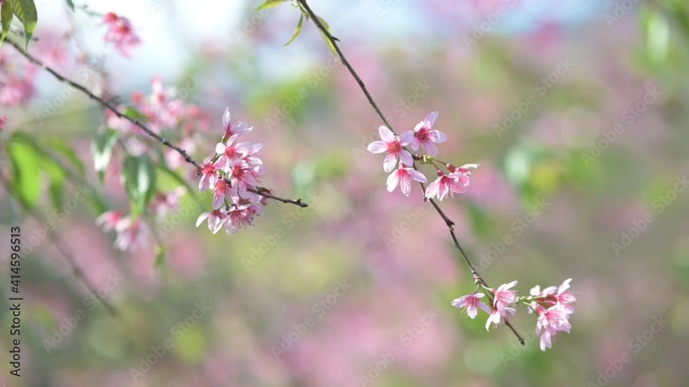 Cherry blossom swaying in wind close up small pink flower of the plant swaying on the wind Cherry blossom swaying in wind close up small pink flower of the plant swaying on the wind