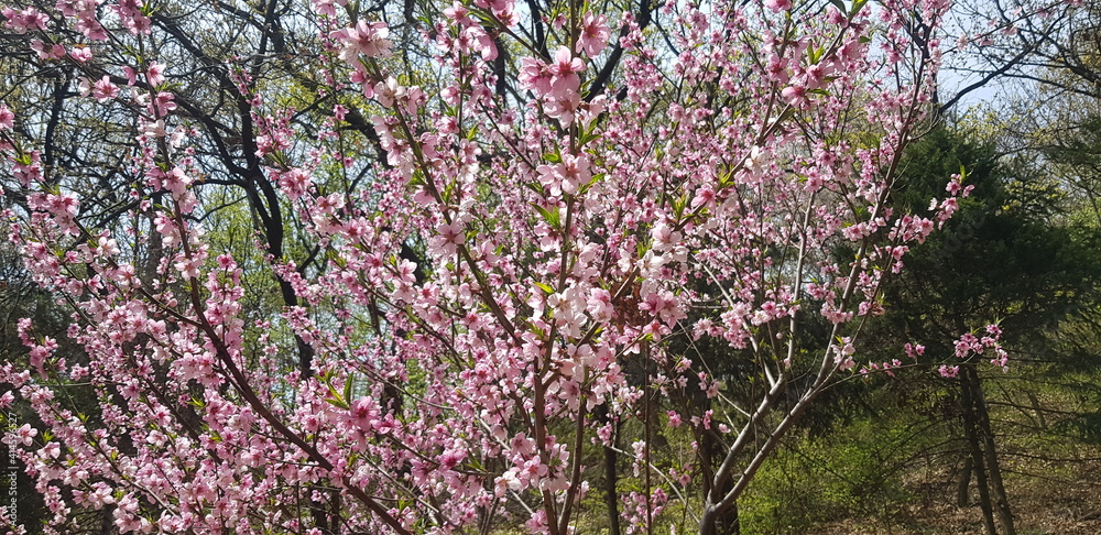 flowers in the garden
