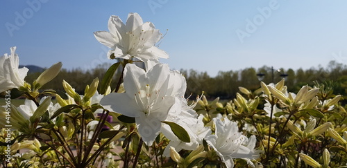 white flowers in the field