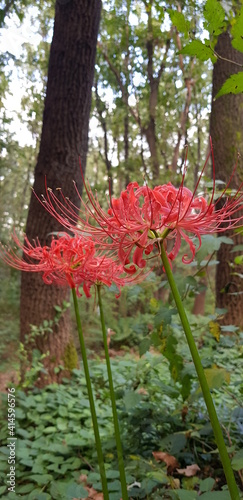 red flower