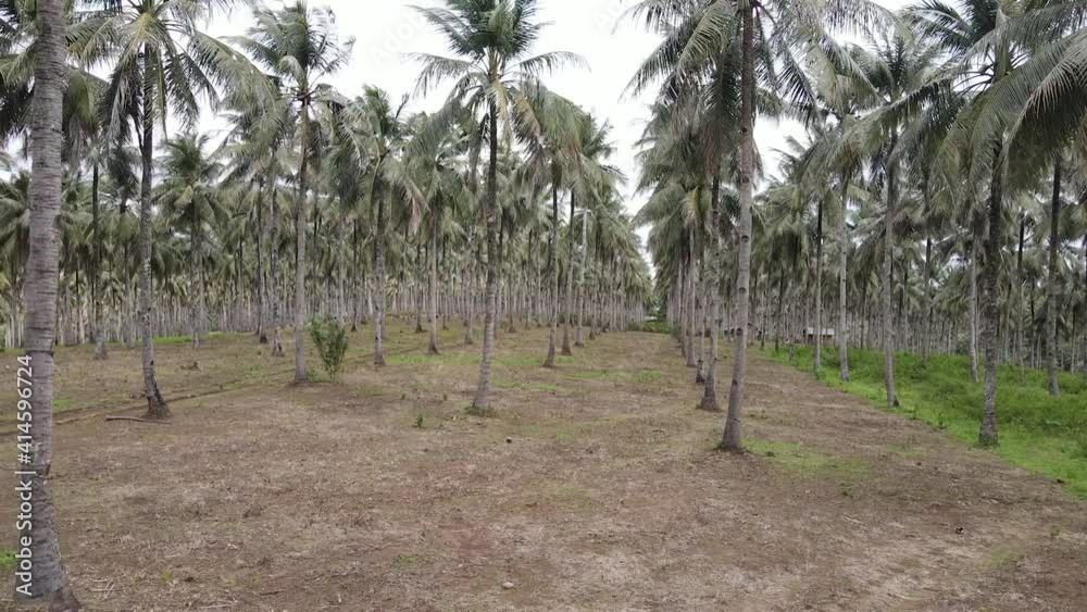 Inside the coconut farm. green coconut trees neatly aligned with camera crab left movement Inside the coconut farm. green coconut trees neatly aligned with camera crab left movement