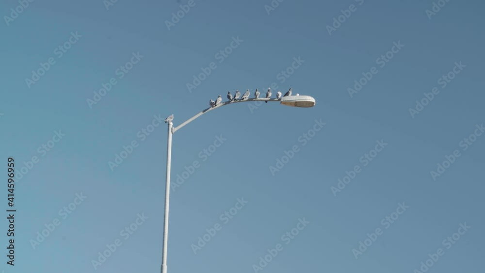 Flock of Pigeons Sitting on Top of a City Street Light while One Pidgeon Flies into Frame 4K Flock of Pigeons Sitting on Top of a City Street Light while One Pidgeon Flies into Frame 4K