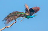Peacock flying; Flying peacock; Peacock glowing; blue peacock in flight; shinning peacock from Sri Lanka